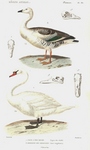 Magellan Goose (Chloephaga picta), mute swan (Cygnus olor)
