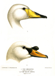 whooper swan (Cygnus cygnus), mute swan (Cygnus olor)