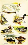 mute swan (Cygnus olor), common teal (Anas crecca), wild duck (Anas platyrhynchos), Eurasian wid...
