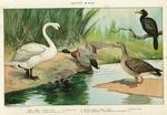 ...mute swan (Cygnus olor), mallard duck (Anas platyrhynchos), greylag goose (Anser anser), reed co