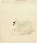 mute swan (Cygnus olor)