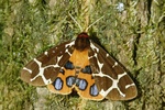 garden tiger moth (Arctia caja)