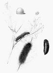 garden tiger moth (Arctia caja) - Woolly Bear