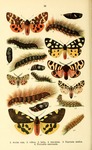 ...garden tiger moth (Arctia caja), cream-spot tiger moth (Epicallia villica), hebe tiger moth (Arc
