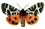 garden tiger moth (Arctia caja)