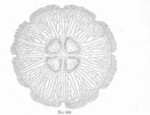 common jellyfish, moon jelly (Aurelia aurita)