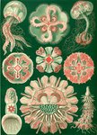 ...oresca parthenia, mauve stinger jellyfish (Pelagia noctiluca), pink meanie jellyfish (Drymonema ...