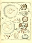 moon jelly (Aurelia aurita), Laodicea undulata, lion's mane jellyfish (Cyanea capillata), Medusa...