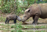 Sumatran rhinoceros (Dicerorhinus sumatrensis)