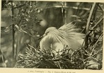 squacco heron (Ardeola ralloides)