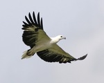 white-bellied sea eagle (Haliaeetus leucogaster)