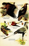 ...er spotted eagle (Clanga clanga), common kestrel (Falco tinnunculus), Eurasian sparrowhawk (Acci...