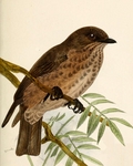 sooty flycatcher (Muscicapa infuscata)