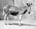 quagga (Equus quagga quagga)