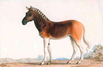 quagga (Equus quagga quagga)