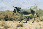 Somali wild ass (Equus africanus somaliensis)