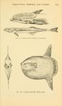ocean sunfish (Mola mola), live sharksucker (Echeneis naucrates)