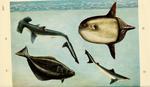 ...sh (Mola mola), Atlantic halibut (Hippoglossus hippoglossus), school shark (Galeorhinus galeus)