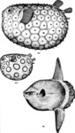 Lyosphaera globosa (=? Chilomycterus schoepfii), ocean sunfish (Mola mola)