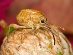 Curculio occidentis, the filbert weevil