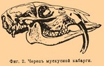 Siberian musk deer (Moschus moschiferus)
