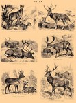 ...Siberian musk deer (Moschus moschiferus), Père David's deer (Elaphurus davidianus), Reindeer (Ra