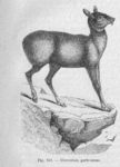 Siberian musk deer (Moschus moschiferus)