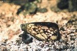 Cone shell, Conus marmoreus, feeding on cowrie, Monetaria caputserpensis