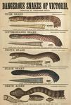 ...Austrelaps superbus), Eastern brown snake (Pseudonaja textilis), Red-bellied black snake (Pseude...