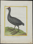 Red-knobbed Coot; Crested Coot (Fulica cristata)