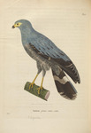 Madagascan harrier-hawk (Polyboroides radiatus)