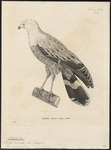 Madagascan harrier-hawk (Polyboroides radiatus)