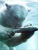 Phoenix Rising Jungle Book 005 - Polar Bear (fishing in water)