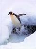 Phoenix Rising Jungle Book 006 - Emperor Penguin