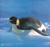 Phoenix Rising Jungle Book 007 - Emperor Penguin (sliding on snow)