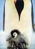 Phoenix Rising Jungle Book 008 - Emperor Penguins: farther nurses chick on feet