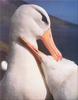 Phoenix Rising Jungle Book 013 - Black-browed Albatross