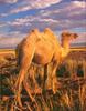 Phoenix Rising Jungle Book 015 - Bactrian Camel