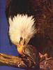 Phoenix Rising Jungle Book 016 - Bald Eagle
