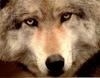 [Animal Eyes] Gray Wolf