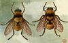 Animal Art : Honeybees