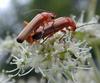 Long-horned beetles (mating)