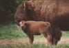 Bisons - Mon and Calf