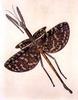 Animal Art : Insect