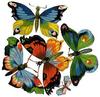 Animal Art : Butterflies