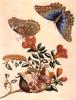 Animal Art : Butterflies