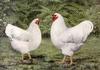 Domestic Chicken - white chickens