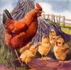 Domestic Chicken - mom and chicks