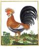 Domestic Chicken - Rooster