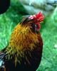 Domestic Chicken - Rooster
